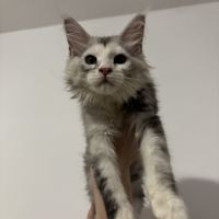Bella maine coon loof