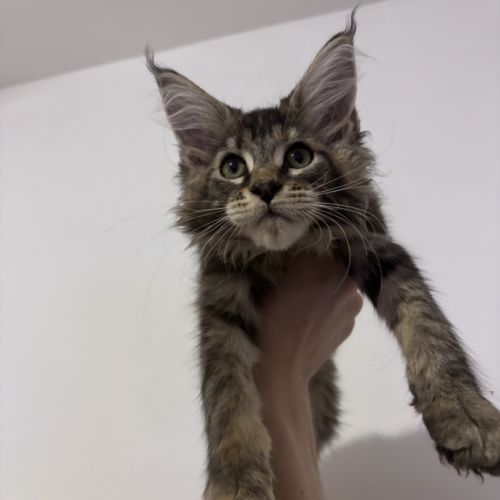 Bloom maine coon loof