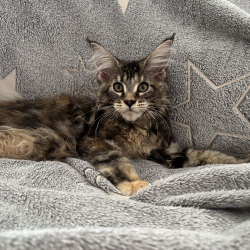 Bloom maine coon loof #2