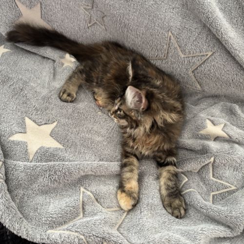 Bloom maine coon loof #3