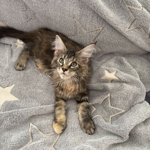 Bloom maine coon loof #4