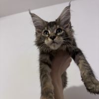 Bloom maine coon loof