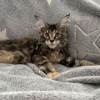 Bloom maine coon loof #2