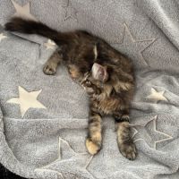 Bloom maine coon loof #3