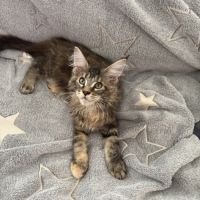 Bloom maine coon loof #4