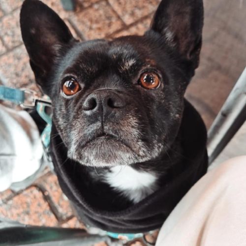 Haku, croisé bulldog français #0