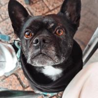 Haku, croisé bulldog français