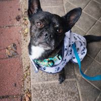 Haku, croisé bulldog français #3