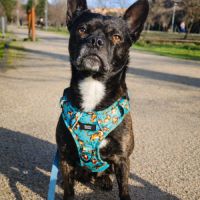 Haku, croisé bulldog français #4