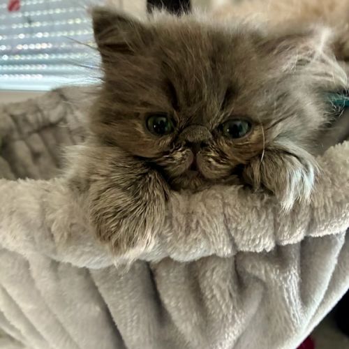 Chaton persan male bleu