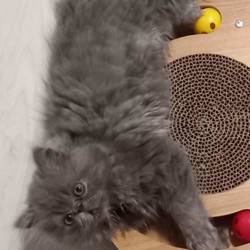 Chaton persan male bleu #2