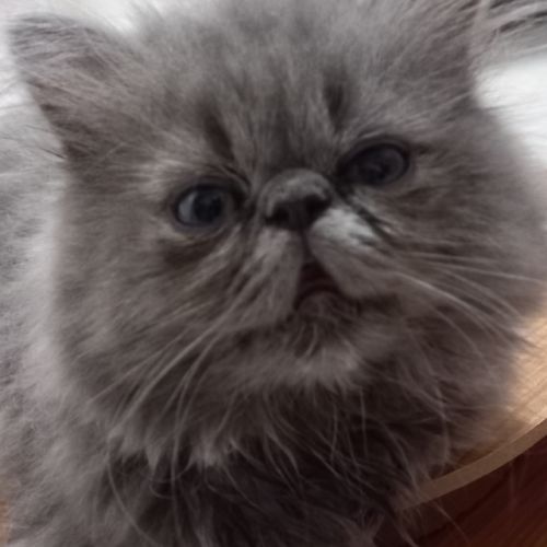 Chaton persan male bleu #3