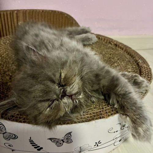Chaton persan male bleu #5