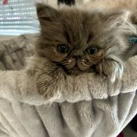 Chaton persan male bleu #0