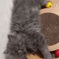 Chaton persan male bleu #2