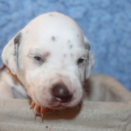 Chiots dalmatien à réserver