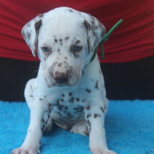 Chiots dalmatien à réserver