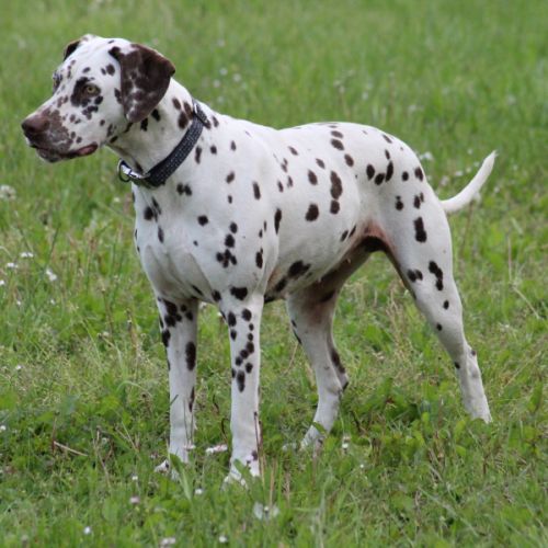 Chiots dalmatien à réserver #1