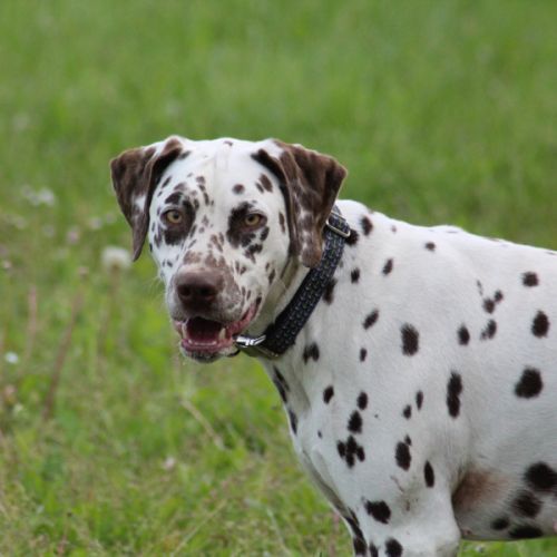 Chiots dalmatien à réserver #0