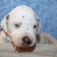 Chiots dalmatien à réserver