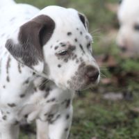 Chiots dalmatien à réserver