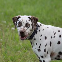 Chiots dalmatien à réserver