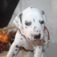 Chiots dalmatien à réserver