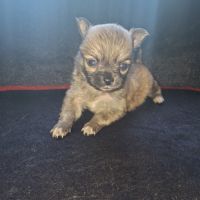 Chiot chihuahua poils longs #0