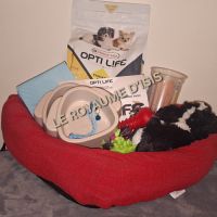 Chiot chihuahua poils longs #2