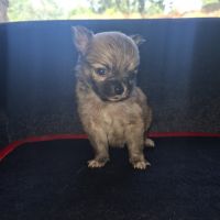 Chiot chihuahua poils longs #3