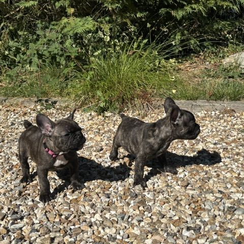 Chiot bouledogue français #2