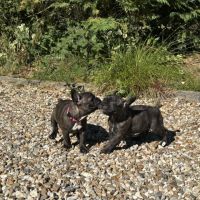 Chiot bouledogue français