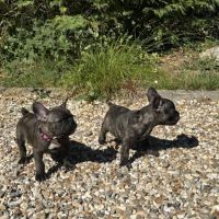 Chiot bouledogue français #2