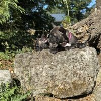 Chiot bouledogue français #3