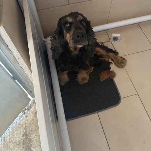 À réserver chiots cocker anglais #0