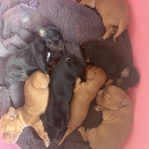 À réserver chiots cocker anglais #2