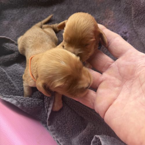 À réserver chiots cocker anglais #3
