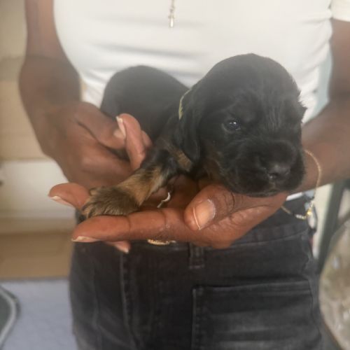 À réserver chiots cocker anglais #6