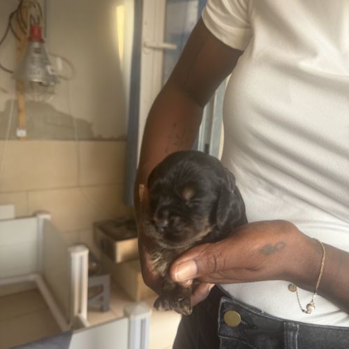 À réserver chiots cocker anglais #7