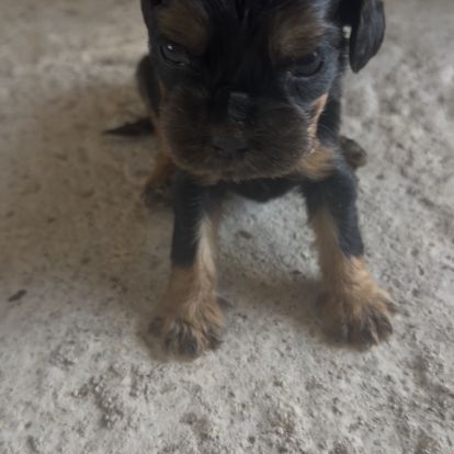 À réserver chiots cocker anglais #7