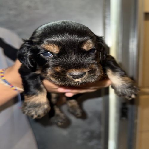 À réserver chiots cocker anglais #9