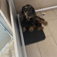 À réserver chiots cocker anglais