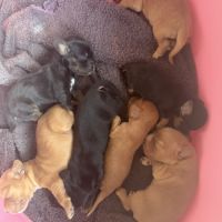 À réserver chiots cocker anglais #2