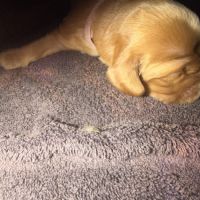 À réserver chiots cocker anglais #4