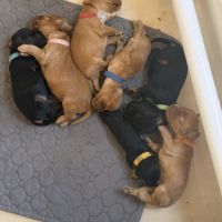 À réserver chiots cocker anglais #5