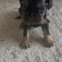 À réserver chiots cocker anglais #7