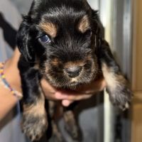 À réserver chiots cocker anglais #8