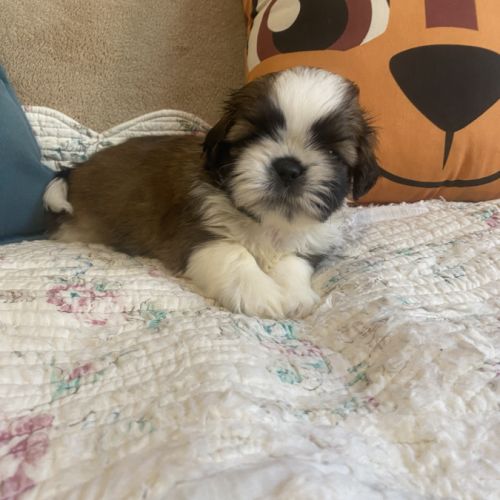 Adorables bébés shih tzu #0