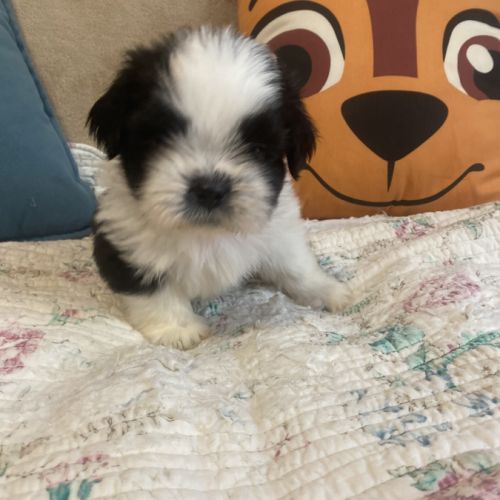 Adorables bébés shih tzu #3