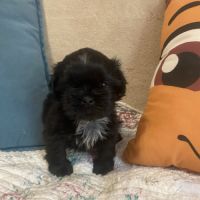 Adorables bébés shih tzu #2